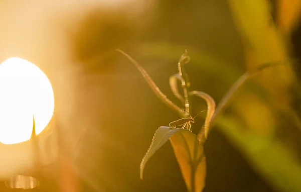 Beetle Background Setting Sun —  Fotos de Stock