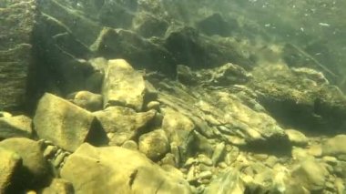 Underwater landscape of a mountain river with an artificial skull