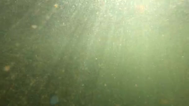 Underwater Scenery Mountain River Carpathians — kuvapankkivideo
