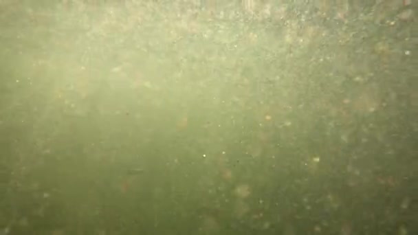 Underwater Scenery Mountain River Carpathians — Video