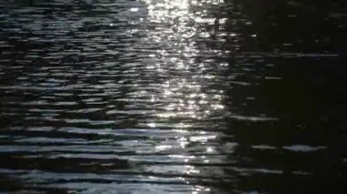 Sunny path on the waves of a mountain river in a dark key