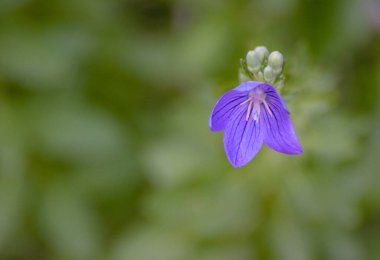 Çan çiçekli bahçe bitkisi