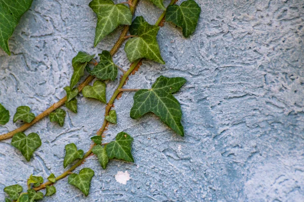 Branch Decorative Ivy Wall — Photo
