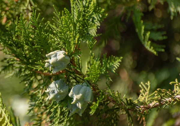 Ornamental Thuja Tree Sun — Stock Photo, Image