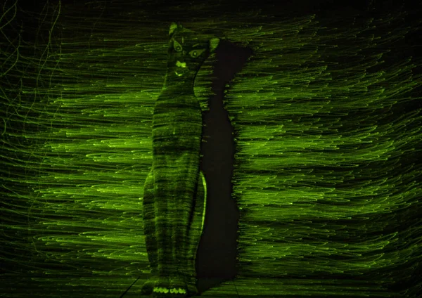 Silhouette Einer Anmutigen Katze Mit Licht Umrissen — Stockfoto