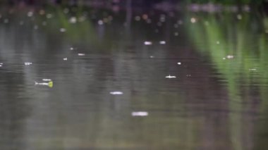 Düşen yapraklar yağmur altında bir dağ nehrinde yüzer.