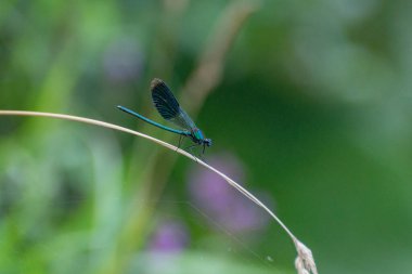 Parlak bir yusufçuk bir bitkinin üzerinde oturur.