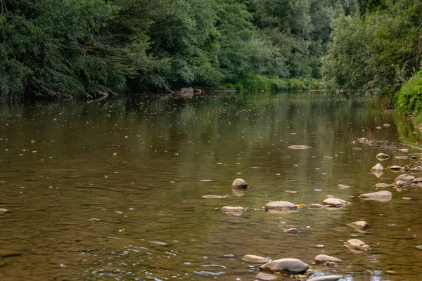 Fallen Leaves Float Mountain River Rain — Foto de Stock