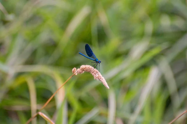 Bright Dragonfly Sits Plant — 图库照片