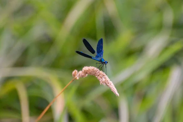 Bright Dragonfly Sits Plant — 图库照片