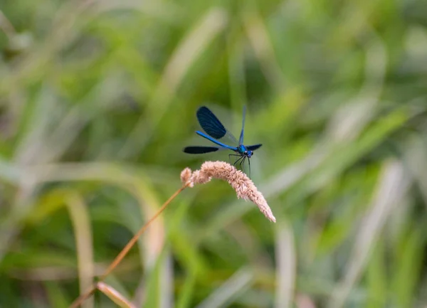 Bright Dragonfly Sits Plant — Stock fotografie