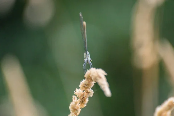 Bright Dragonfly Sits Plant — Fotografia de Stock