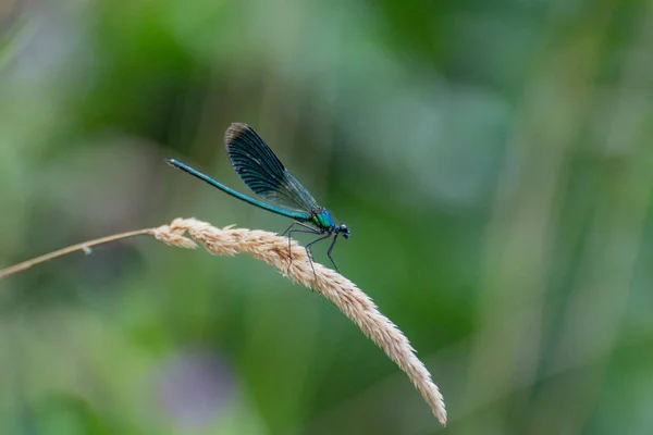Bright Dragonfly Sits Plant — Stockfoto