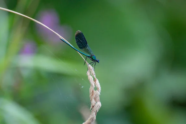 Bright Dragonfly Sits Plant — Stock fotografie