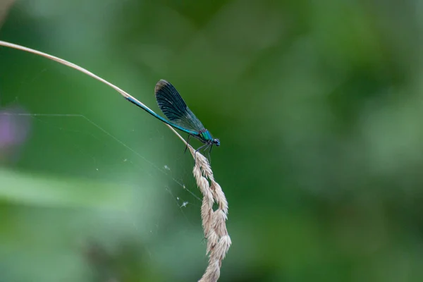 Bright Dragonfly Sits Plant — стоковое фото