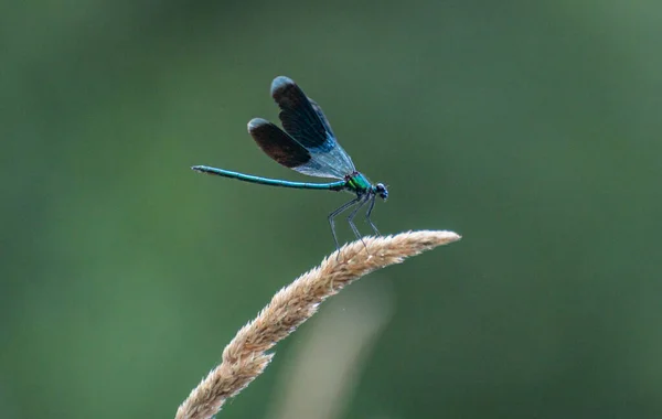 Bright Dragonfly Sits Plant — Stock fotografie