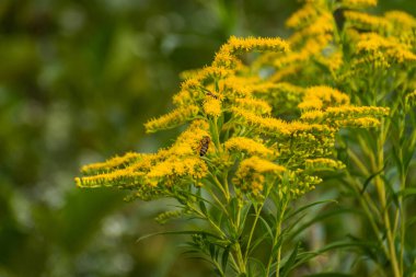 Gün batımında bir dağ nehrinin kıyısına bitki dikin.
