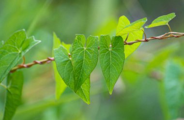 Sulu orman bitkileri rüzgarda sallanıyor.