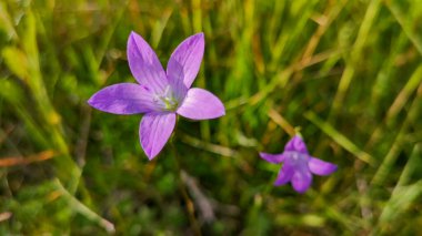 Blue bell spreading on a stem in the grass