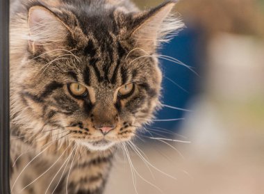 Bir Maine Rakunu 'nun portresi bilye kaplı kedi yavrusu rengi