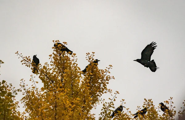 Schwarze Krähen Fliegen Über Den Vergilbten Ginkgo Bilobabaum — Stockfoto