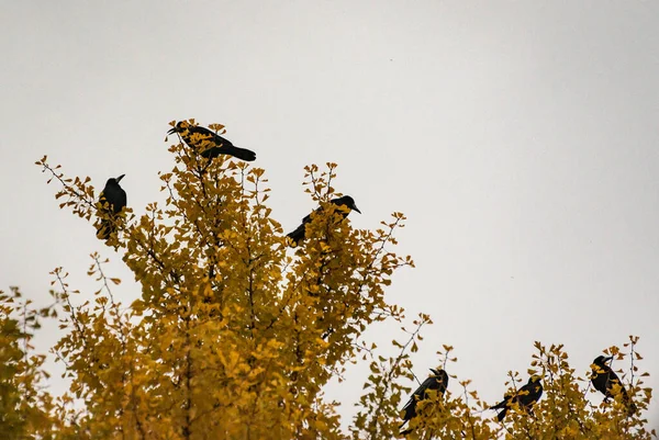 Schwarze Krähen Fliegen Über Den Vergilbten Ginkgo Bilobabaum — Stockfoto