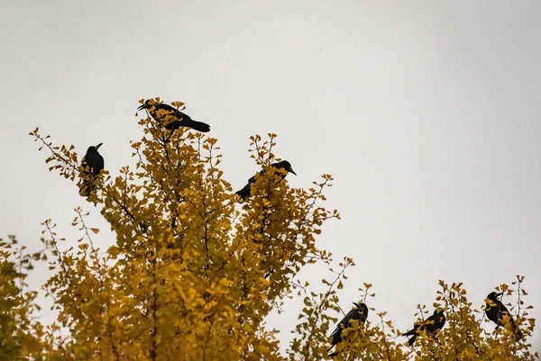 Zwarte Kraaien Vliegen Vergeelde Ginkgo Biloba Boom — Stockfoto