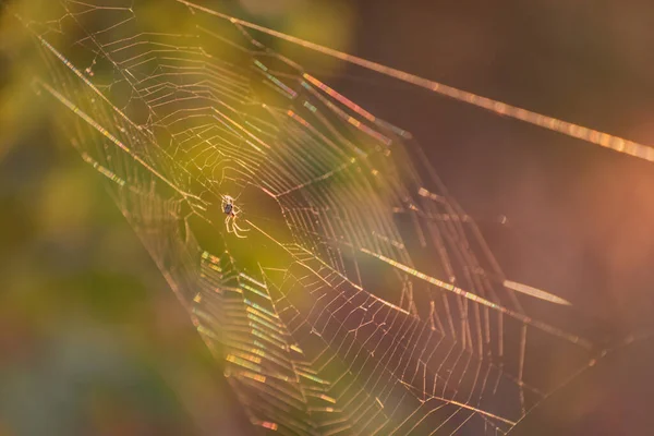 Örümcek Doğal Ortamında — Stok fotoğraf