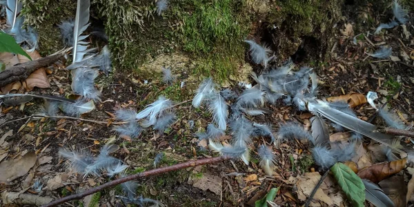 森の中の獲物の青い羽 — ストック写真
