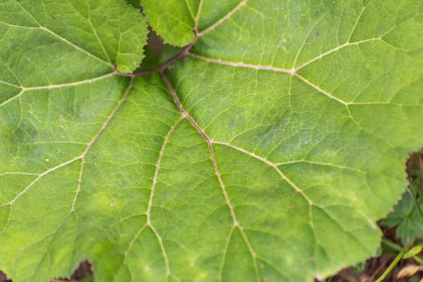 Expressive Texture Huge Green Leaf Wild Plant — 스톡 사진