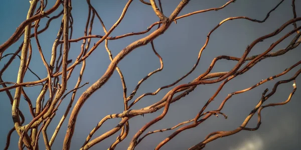 Curvy Willow Branches Background — Stockfoto