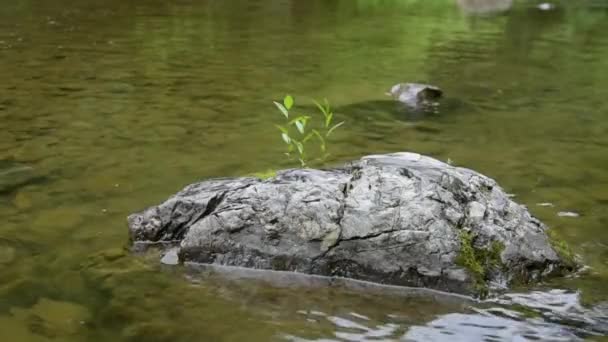 Planta Frágil Sobre Una Piedra Río Montaña — Vídeos de Stock