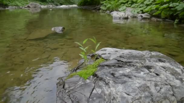 Plante Fragile Sur Une Pierre Dans Une Rivière Montagne — Video