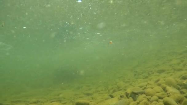 Paysage Sous Marin Une Rivière Montagne Dans Les Carpates — Video