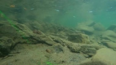 Karpatlar 'da bir dağ nehrinin sualtı manzarası