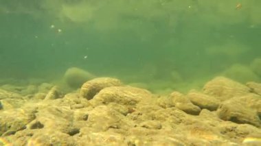 Karpatlar 'da bir dağ nehrinin sualtı manzarası