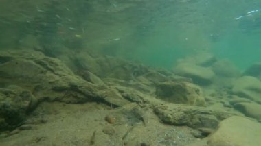 Karpatlar 'da bir dağ nehrinin sualtı manzarası