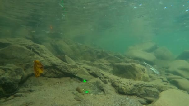 Underwater Scenery Mountain River Carpathians — Vídeos de Stock