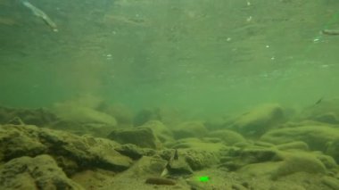 Karpatlar 'da bir dağ nehrinin sualtı manzarası