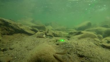 Karpatlar 'da bir dağ nehrinin sualtı manzarası