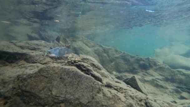 Underwater Scenery Mountain River Carpathians — Vídeos de Stock