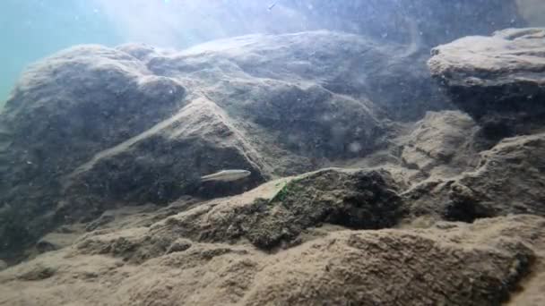 Paysage Sous Marin Une Rivière Montagne Dans Les Carpates — Video