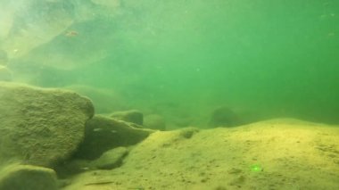 Karpatlar 'da bir dağ nehrinin sualtı manzarası