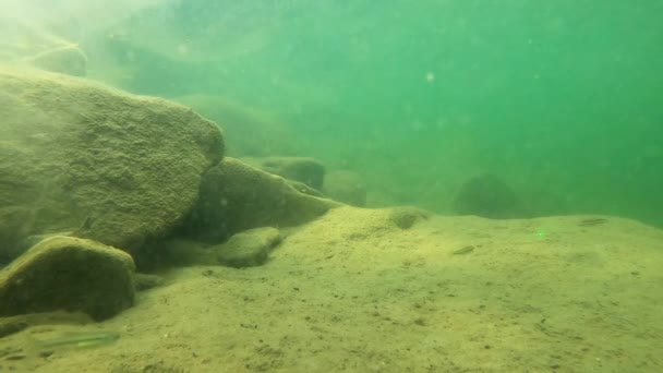 Underwater Scenery Mountain River Carpathians — kuvapankkivideo