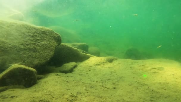 Underwater Scenery Mountain River Carpathians — Αρχείο Βίντεο
