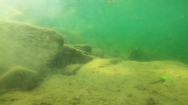 Karpatlar 'da bir dağ nehrinin sualtı manzarası