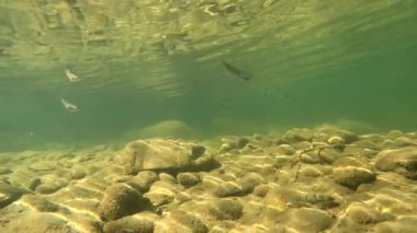 Underwater scenery of a mountain river in the Carpathians