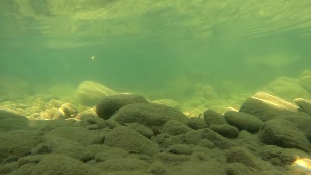 Underwater Scenery Mountain River Carpathians — Wideo stockowe