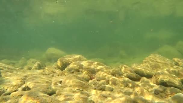 Underwater Scenery Mountain River Carpathians — Wideo stockowe
