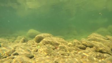 Underwater scenery of a mountain river in the Carpathians